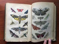 1878 Вольфовское издание Естественная история в рассказах Джонатана Франклина С 1р