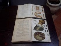 КНЯЗЬ С.Л. УРУСОВ «НАСТОЛЬНАЯ КНИГА О ЛОШАДИ» 1902 ГОД.