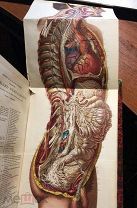 1867 Описание анатомии. Ангиология КРАСИВАЯ КНИГА ПО АНАТОМИИ