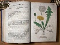 [48 л. рисунков! Ручная раскраска!] Ботанические беседы. 1860 г.