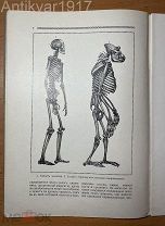 [иллюстрации! Тело человека!] Познай самого себя. 1913 г.