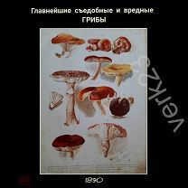 Главнейшие съедобные и вредные ГРИБЫ. 1890, рис. Е.Бём.