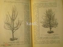 Книга Гребницкий А.С. Уход за плодовым садом 1926 г