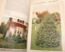Антикварная Книга 1928 год. Растения, Ландшафтный Дизайн. США (Много Цветных Иллюстраций)