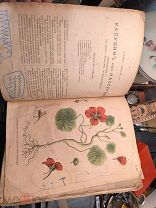 Антикварный редкий ботанический атлас Животовский.