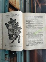 Книга. Ферингер А. ПЛОДОВОДСТВО применительно к средней полосе России. Иллюстрации 1914 г.