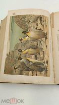 Аукцион. Жизни Животных. Том 5. Птицы. Издание Ф. Павленкова,1896 г. Иллюстрации. Царизм