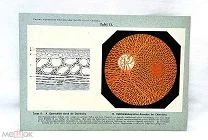 Старинная схема/иллюстрация из книги по офтальмологии строение глаза NG