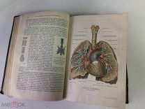 Антикварная книга по медицине. Человек развитие строение и жизнь человеческого тела. Ранке. 1896 г.