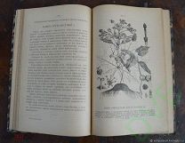 Книга старинная антикварная Беседы о русском лесе Чернолесье 1903 г